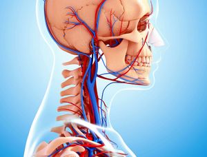 Jugular-Vein.jpg