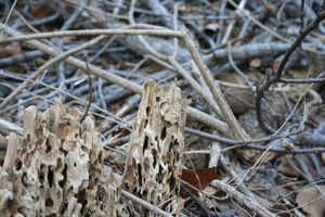 Termite wood.jpg