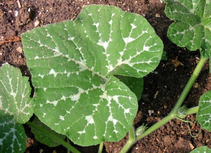 Файл:Cucurbita moschata leaves.jpg