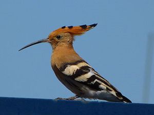 Удод.jpg