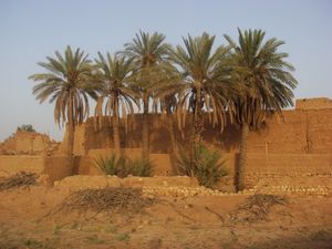 Majmaah palm trees.JPG