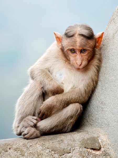 Файл:Cute Monkey cropped.jpg